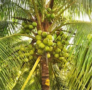 coconut plant