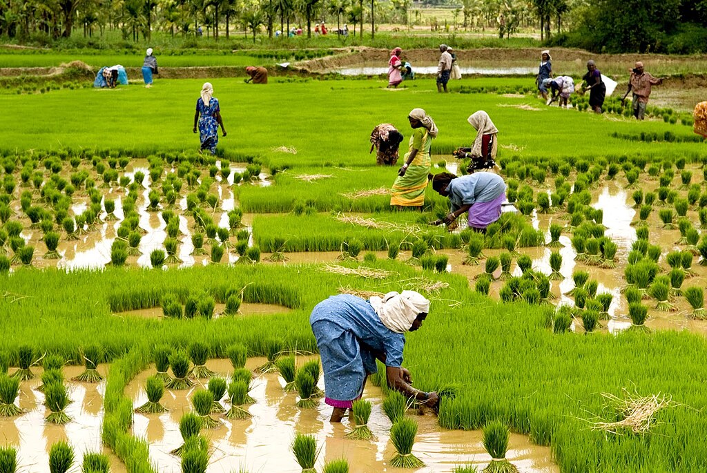 farmers engaged in rice cultivation, kuttanad